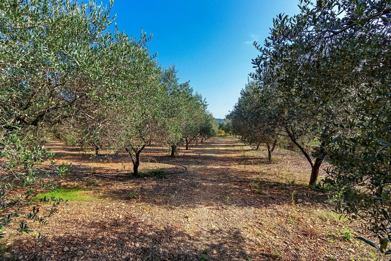 Casa vacanze Country House With Amazing Pool In A Beautiful Rural Setting Campanet